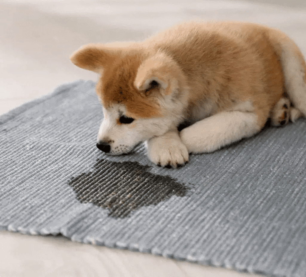 Furry Freshness Pet Stain & Strong Odor Eliminator