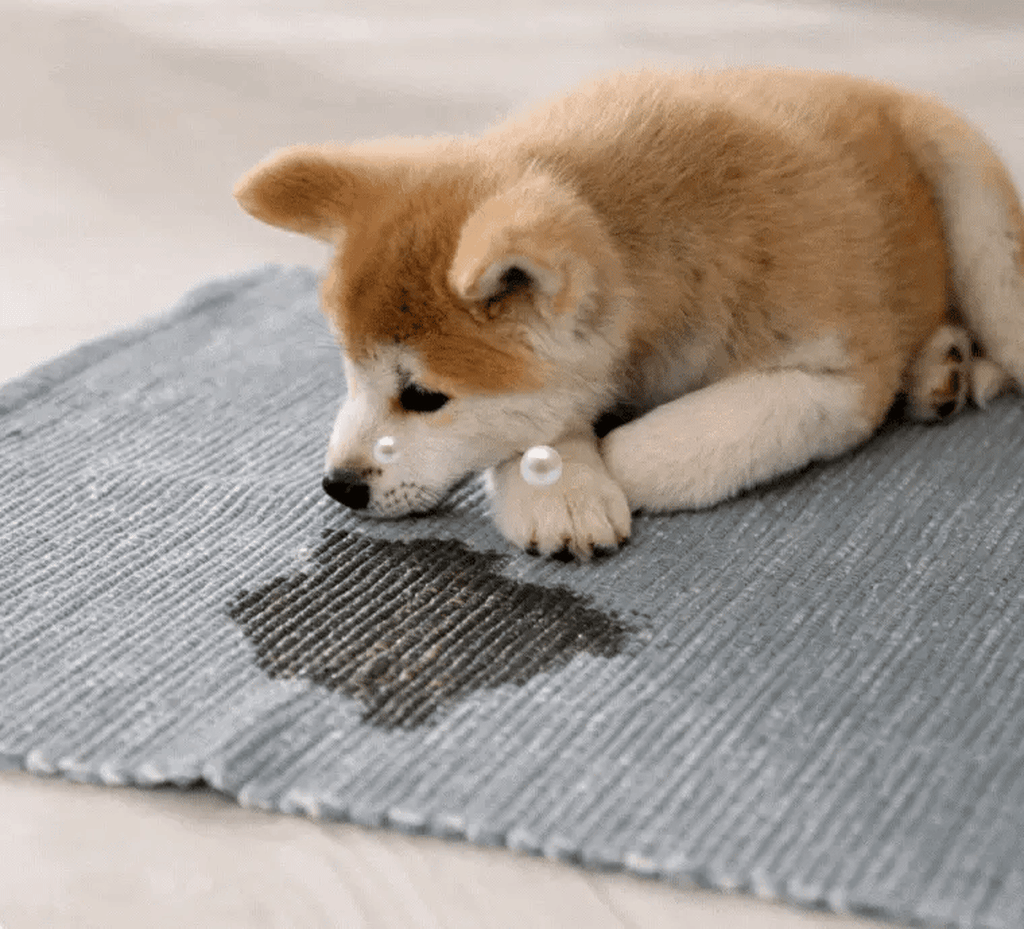 Furry Freshness Pet Stain & Strong Odor Eliminator