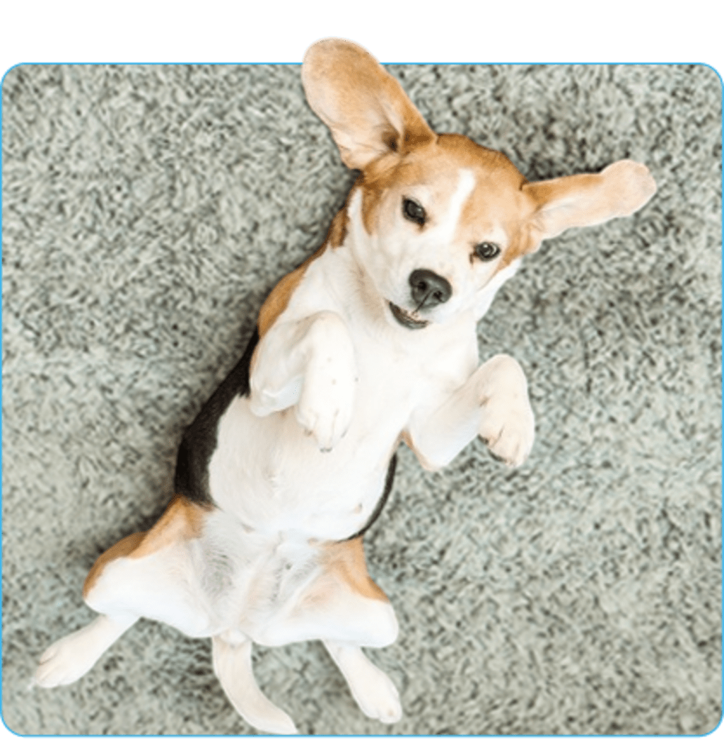 Furry Freshness Pet Stain & Strong Odor Eliminator