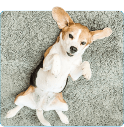 Furry Freshness Pet Stain & Odor Eliminator